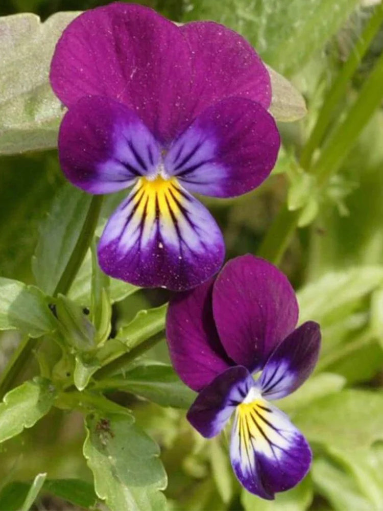 Hezhichun Pansy 'Ziyan'