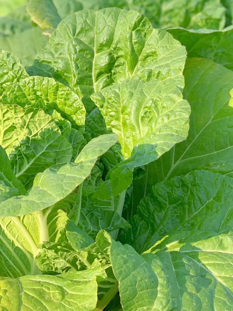 Jiemei 203 Xiayang Chinese Cabbage
