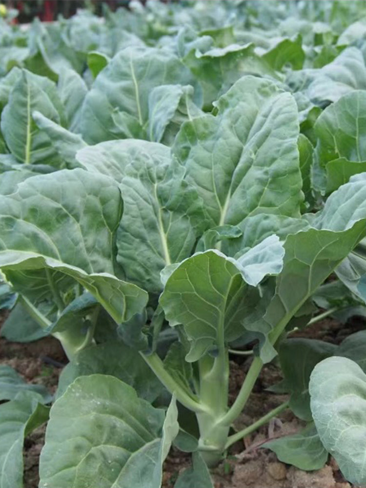 Sweet-Crispy 'Zhonghua' Chinese Kale