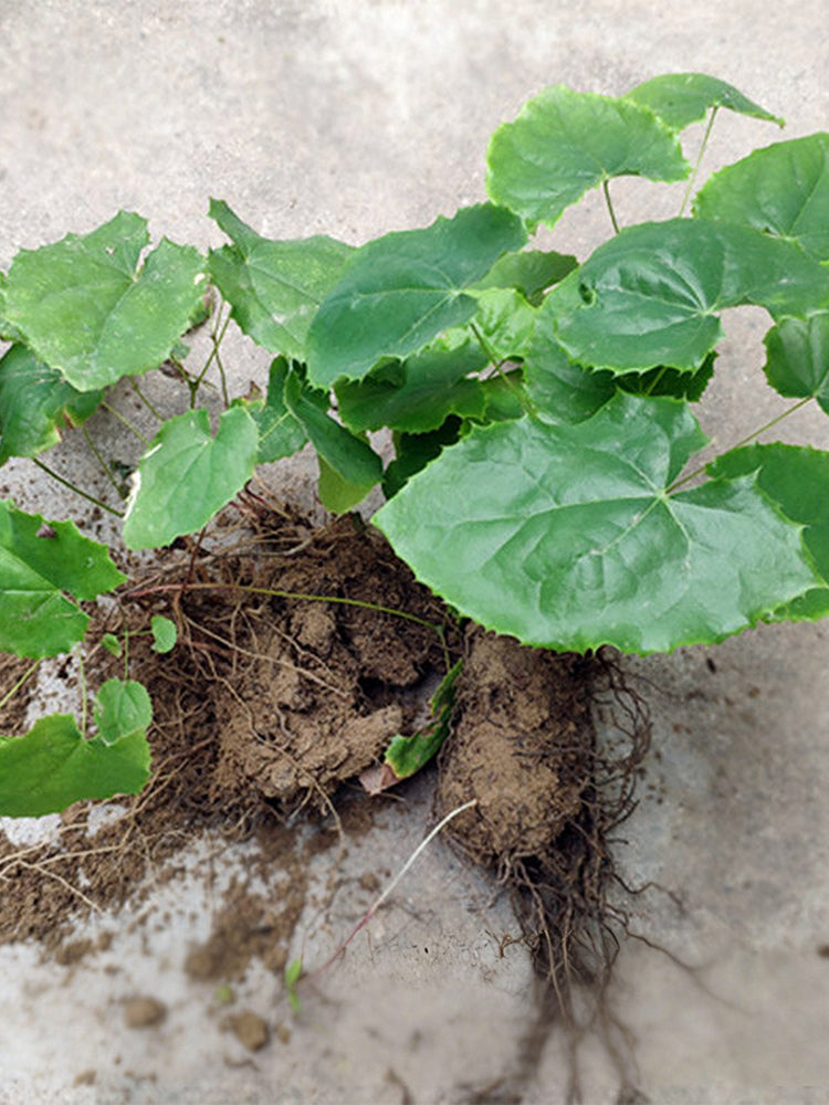 Epimedium Seedlings