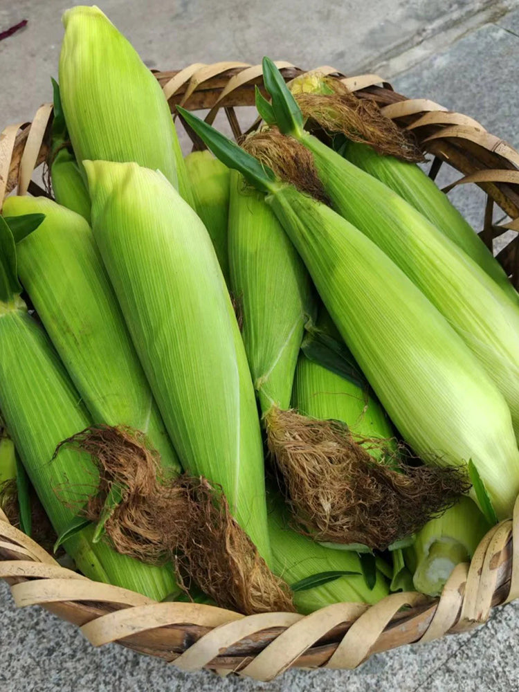 Xiami Sweet Corn