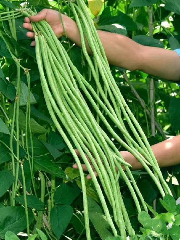 Continuously Harvestable Yardlong Beans