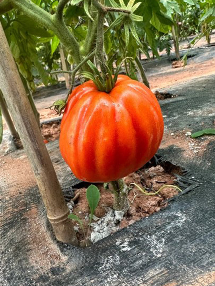 CORAZON Fleshy Tomato