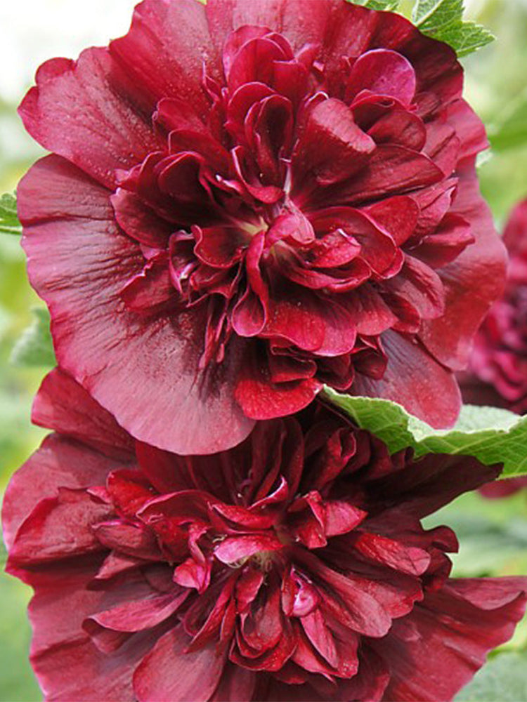 Chater's Double Maroon Hollyhock