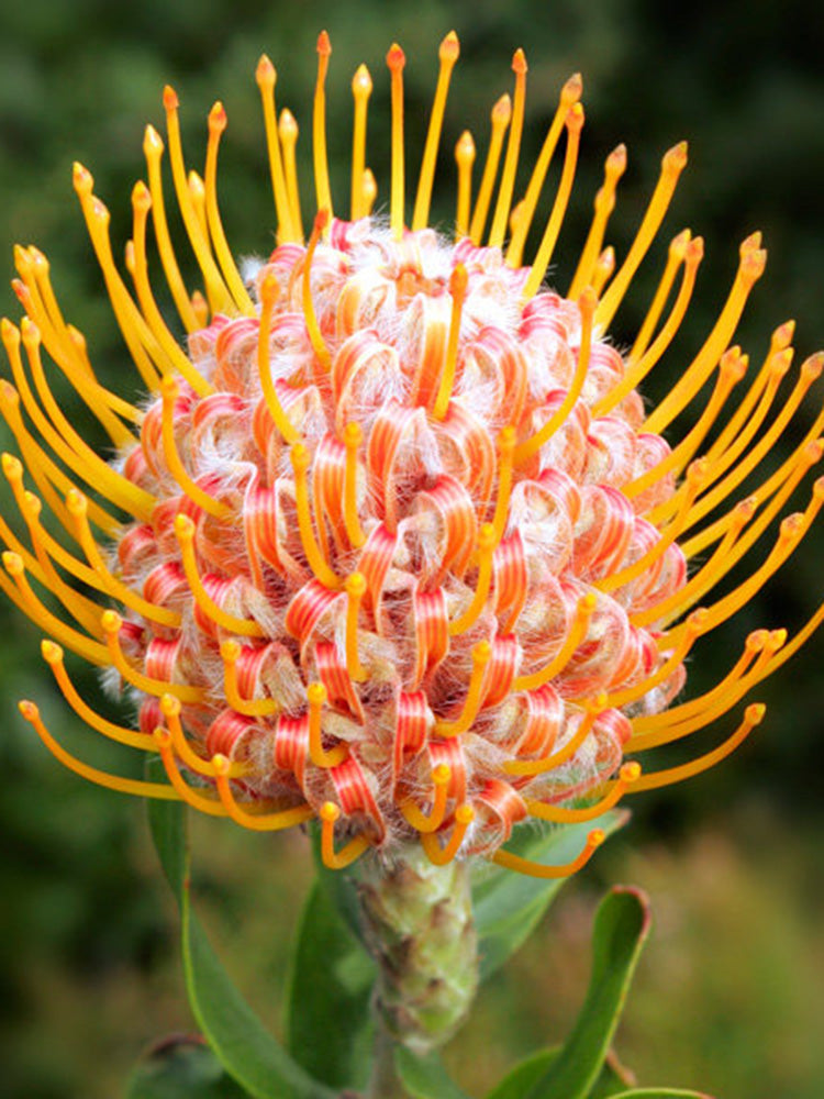Orange Pincushion Protea