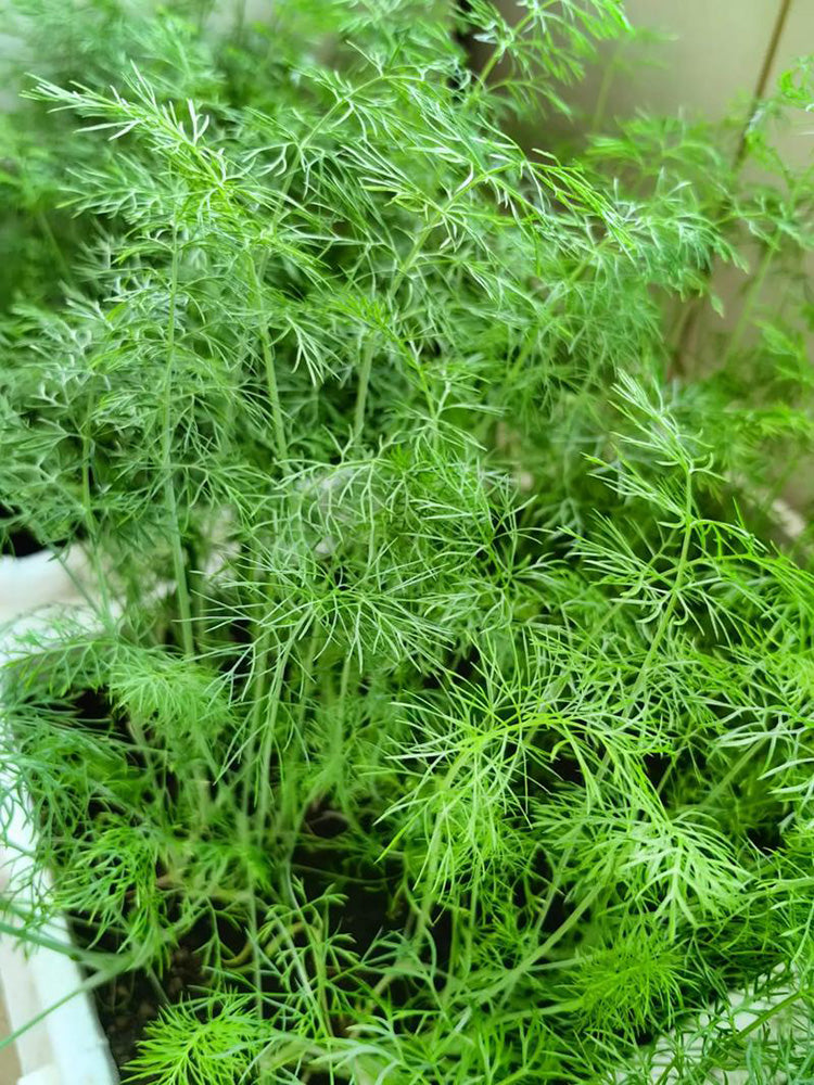 Small Leaf Fennel