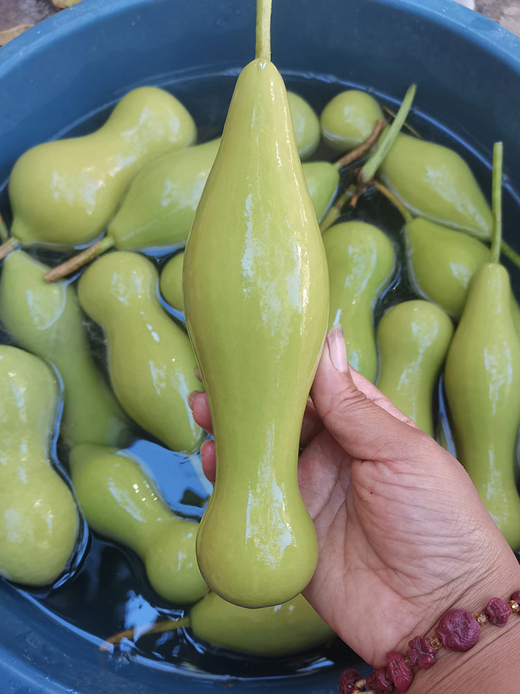 'Ben Zhang' Gourd