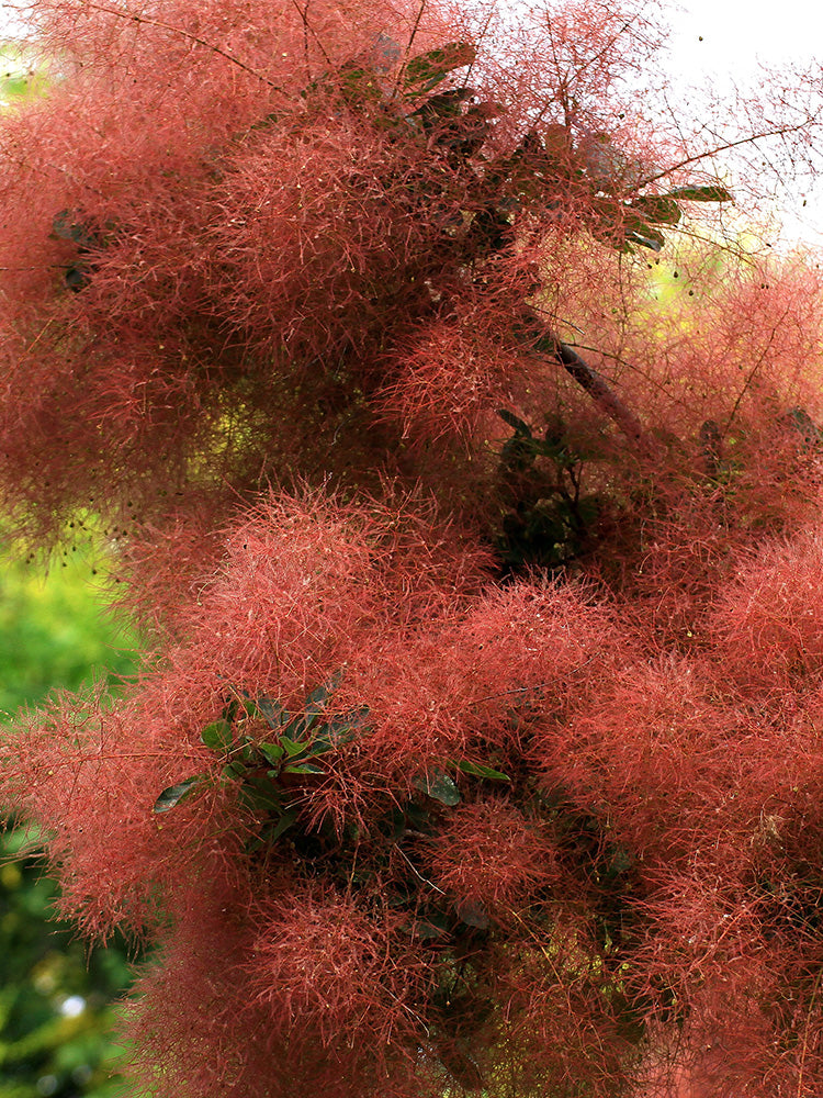Smoke Tree