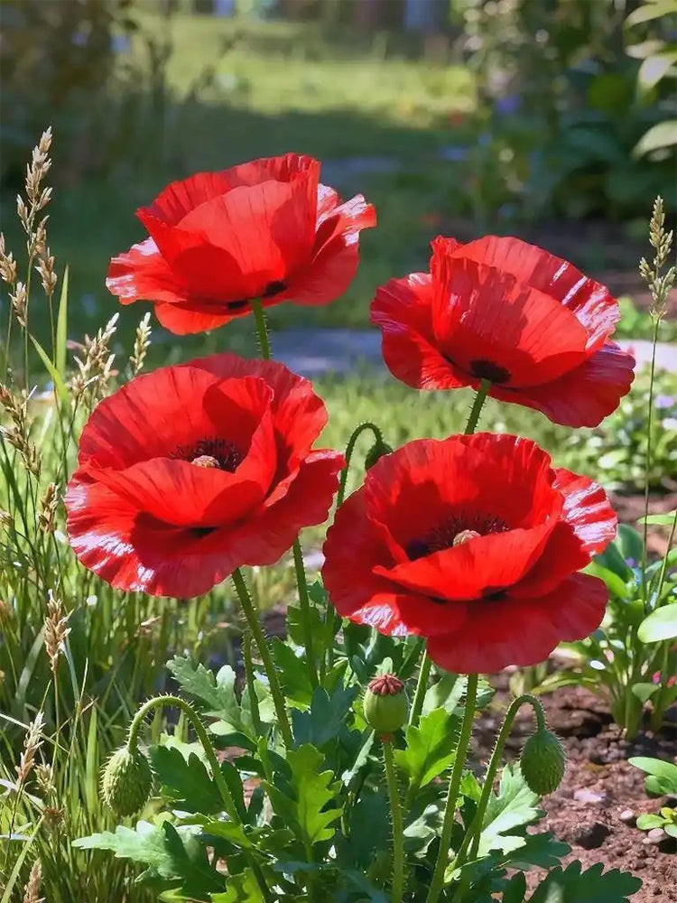 Hezhichun Field Poppy