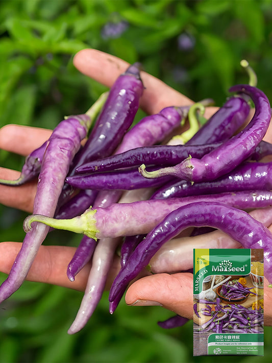 Cayenne Purple Pepper
