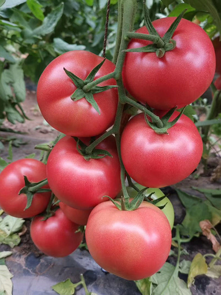 Alas No.9 Hybrid Pink Tomato Seeds