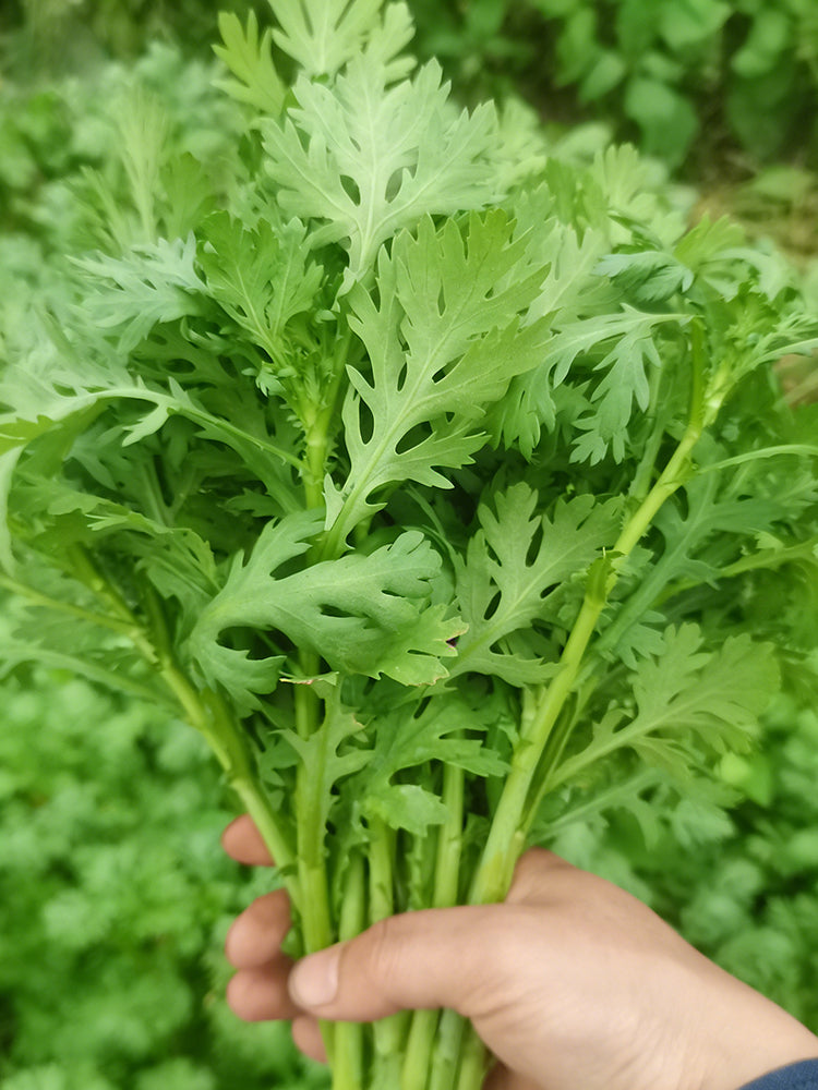 Jiemei Xiangju Garland Chrysanthemum