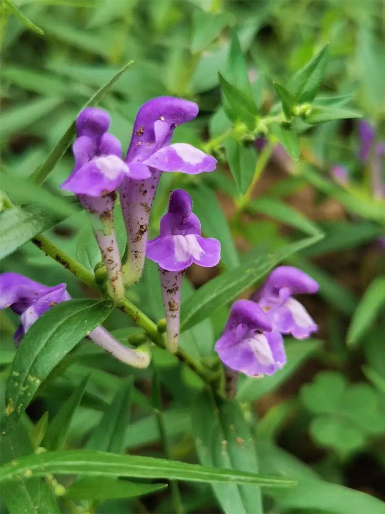 Baical Skullcap (Scutellaria baicalensis)