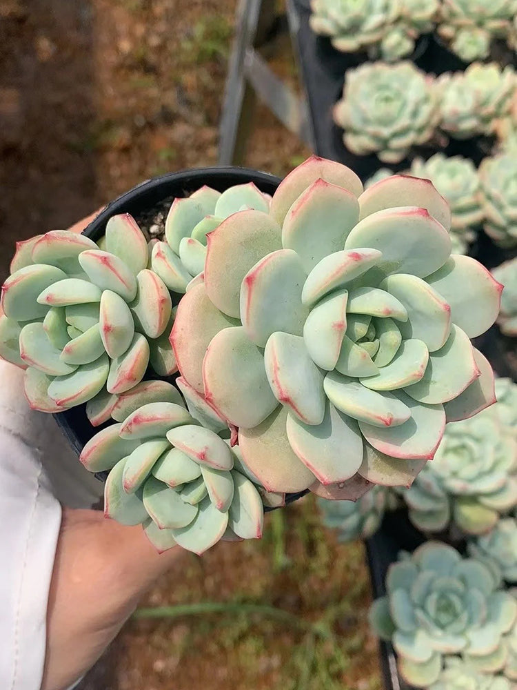 Echeveria Crassula Var 4.0