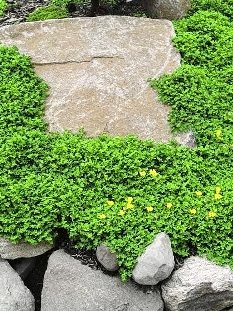 Green Carpet Rupturewort