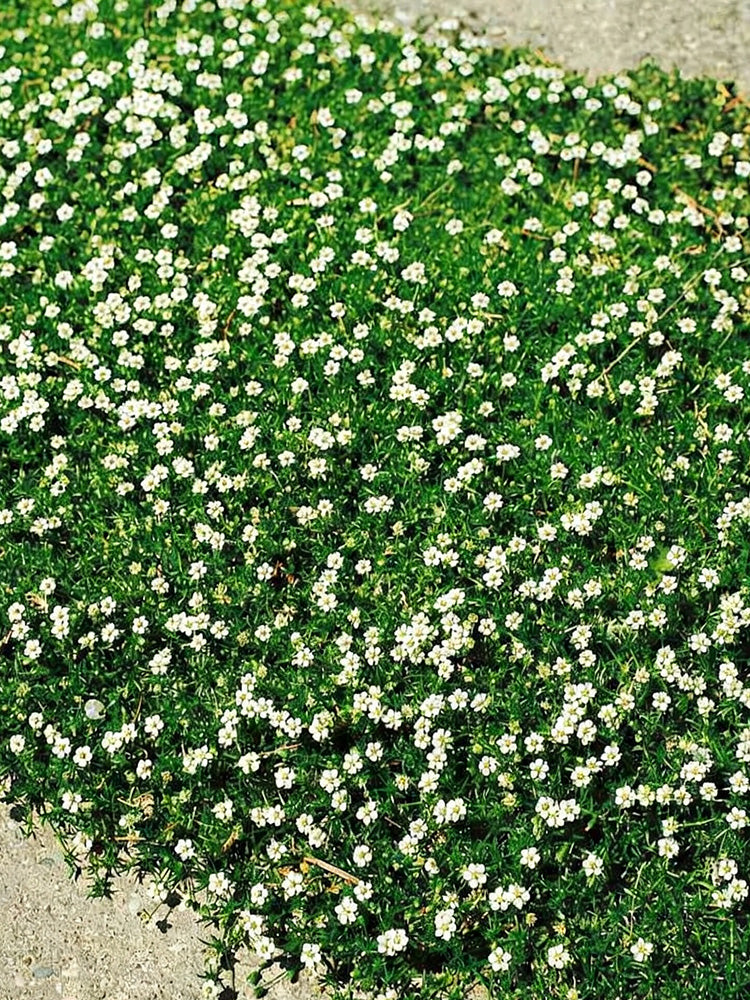 Irish Moss