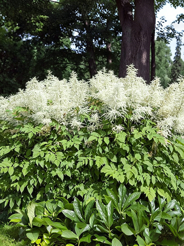 Goat's Beard