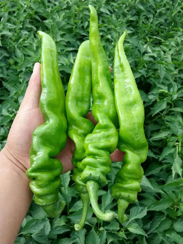 Zhongjiao No.1209 Spiral Pepper