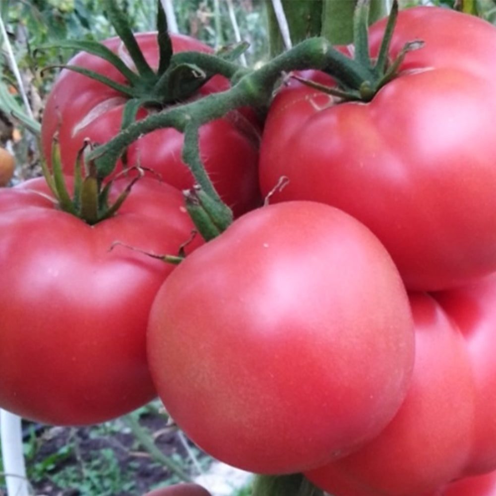 741 Moldovan Standard Tomato