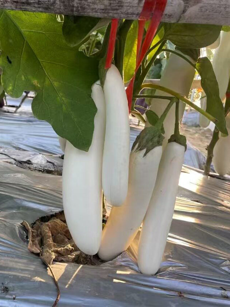 White 013 Eggplant