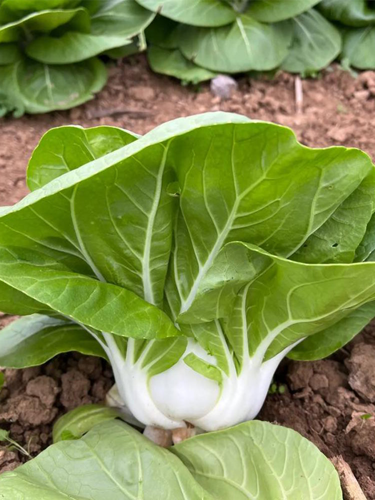 'Hefeng' Dwarf Bok Choy