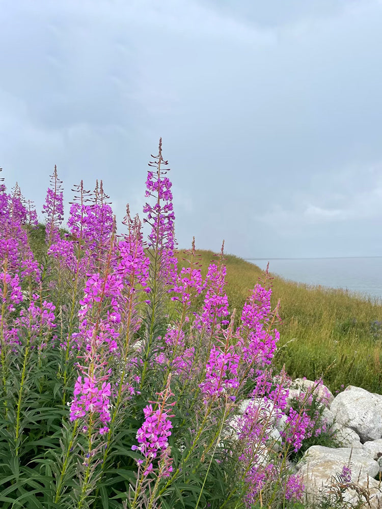 fireweed (Chamerion angustifolium)