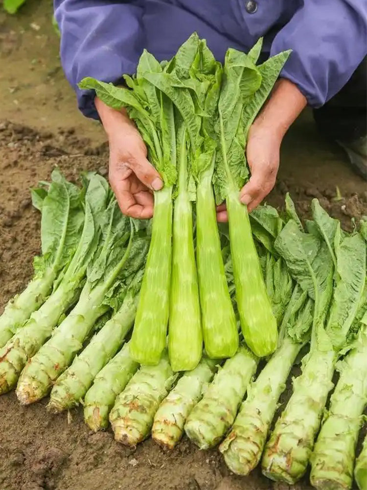 Heat-Resistant No.1 Stem Lettuce
