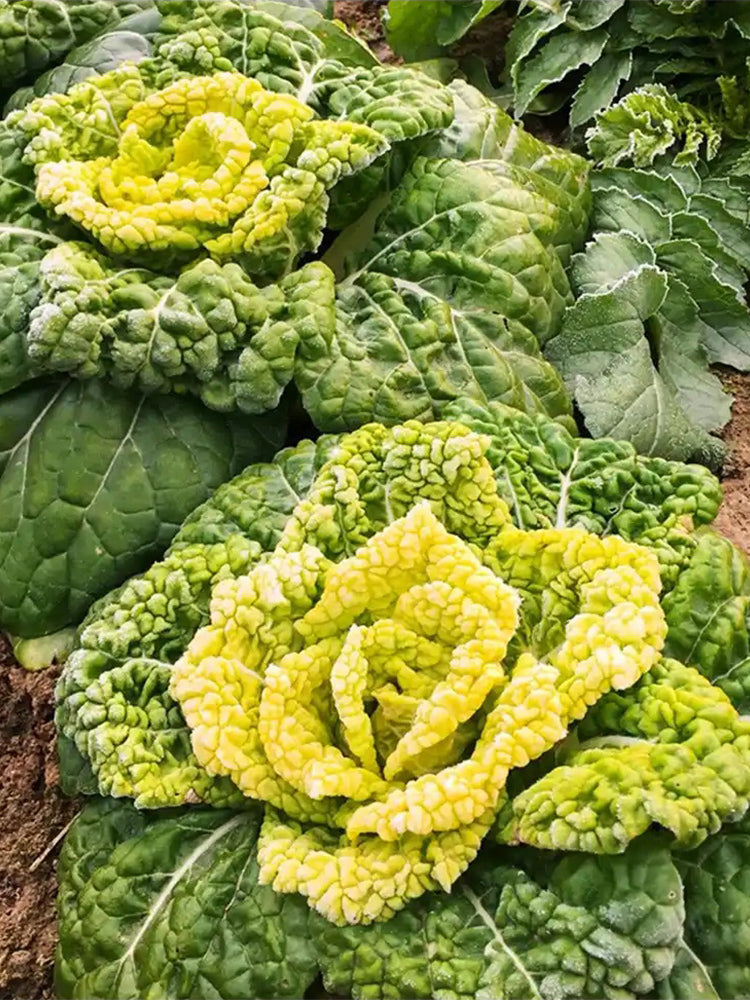 Yellow-Heart Wuta Cai