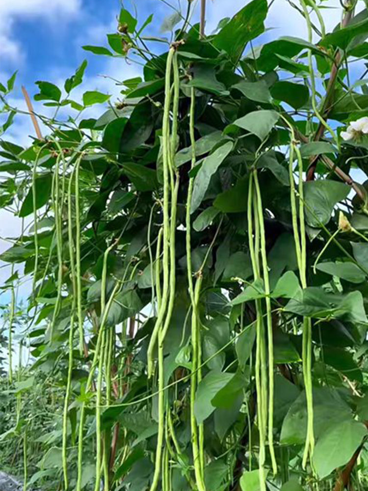 Continuously Harvestable Yardlong Beans