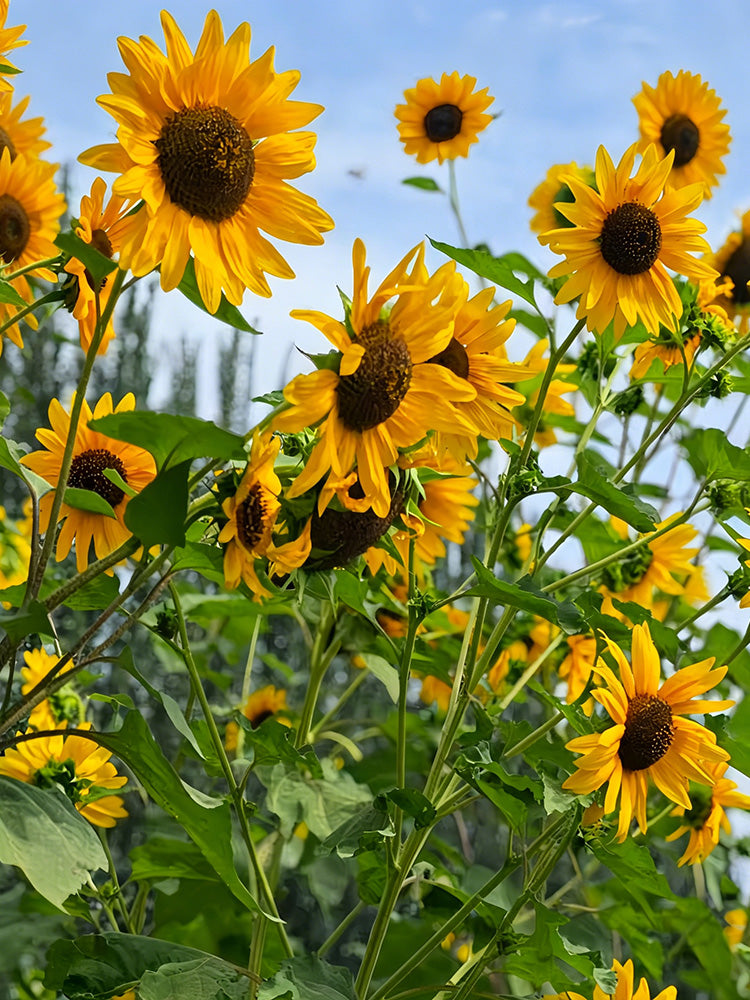 Giant Branching Sunflower
