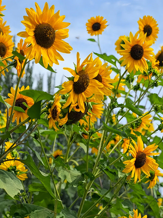 Giant Branching Sunflower