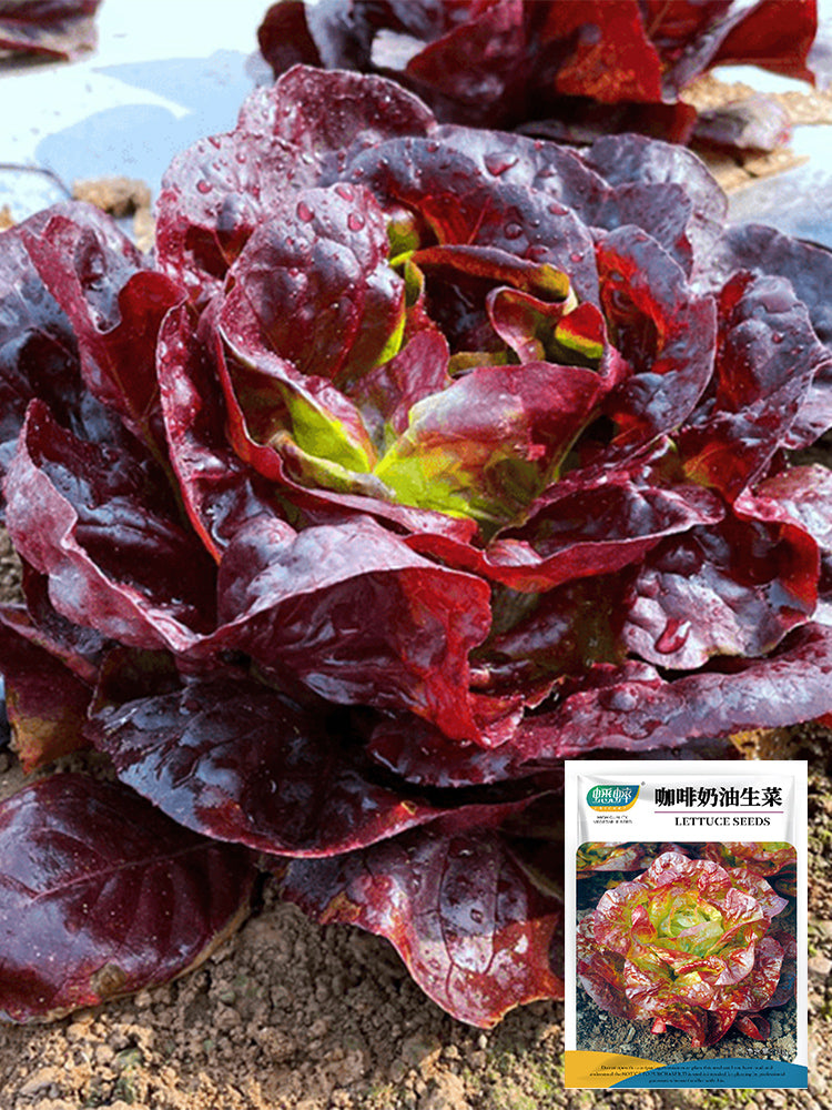 Coffee-colored Butter Lettuce