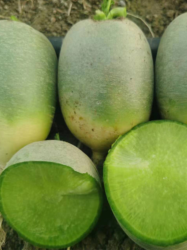 'Liangguan' Apple-shape Green Radish