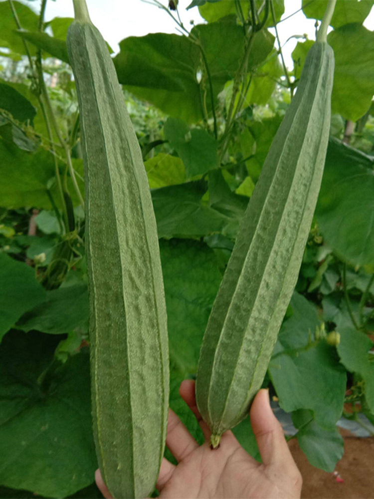 Traditional Angled Luffa