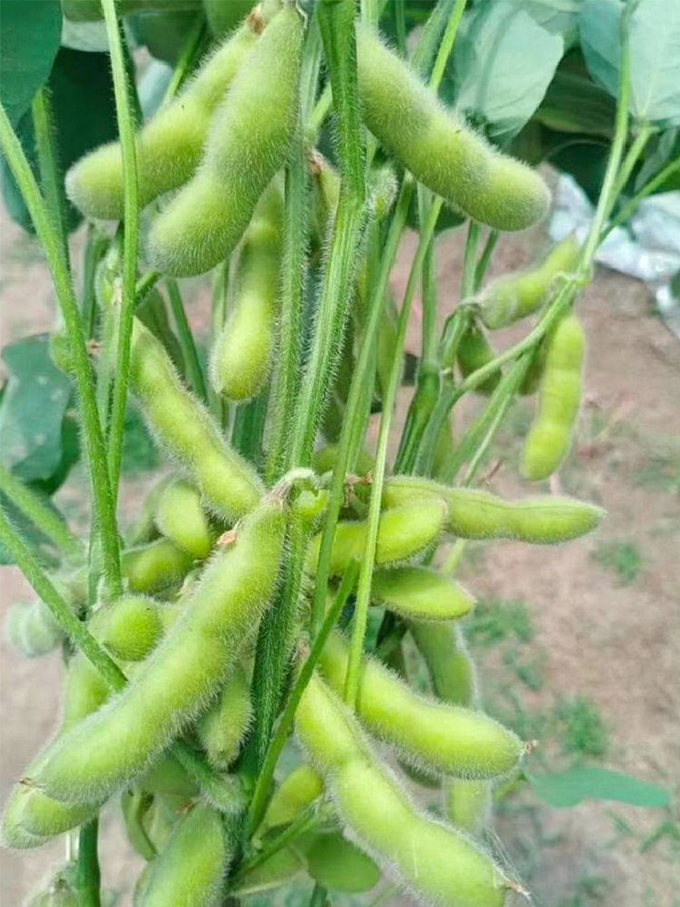 Jiaoda No.18 Edamame