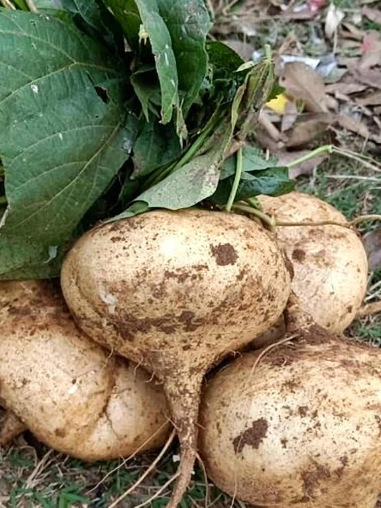 Mumashan Jicama