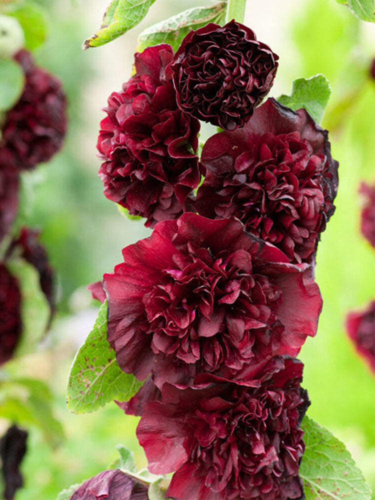 Chater's Double Maroon Hollyhock