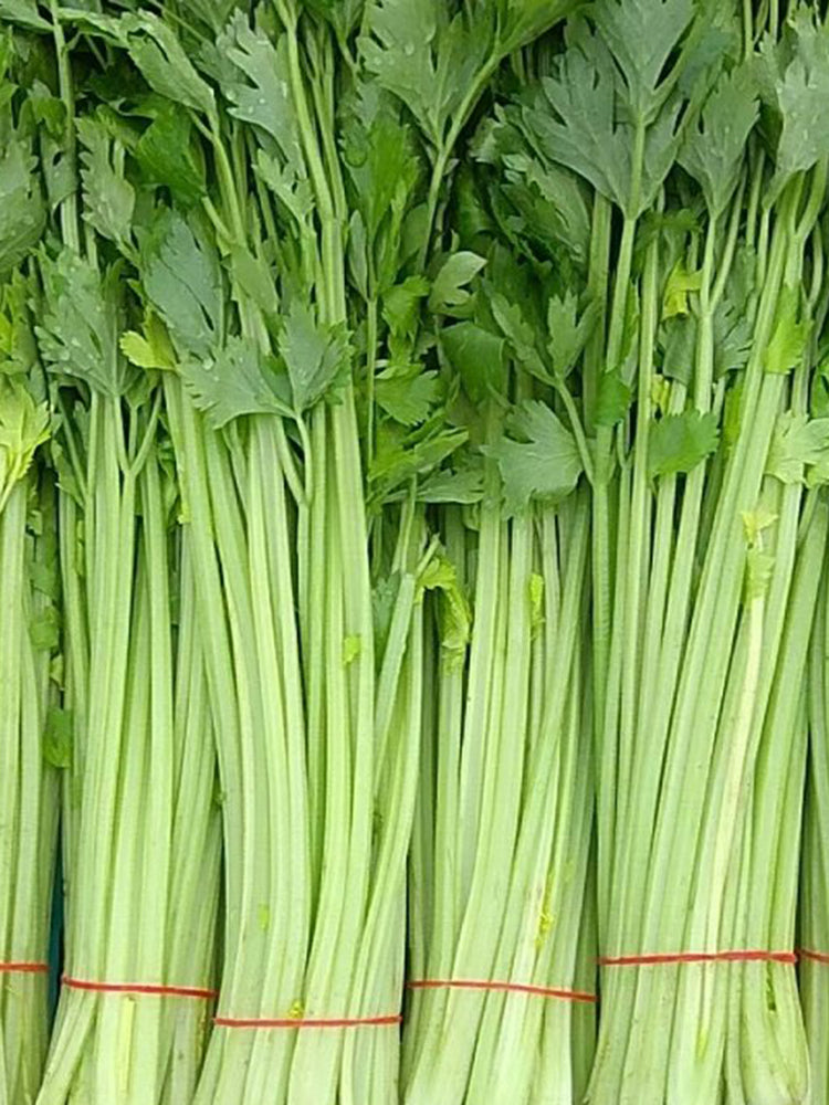 Four Seasons Fragrant Celery