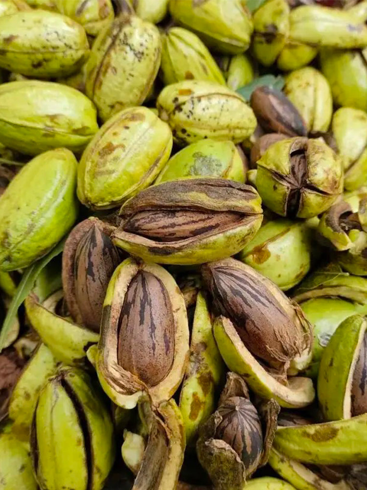 Pecan