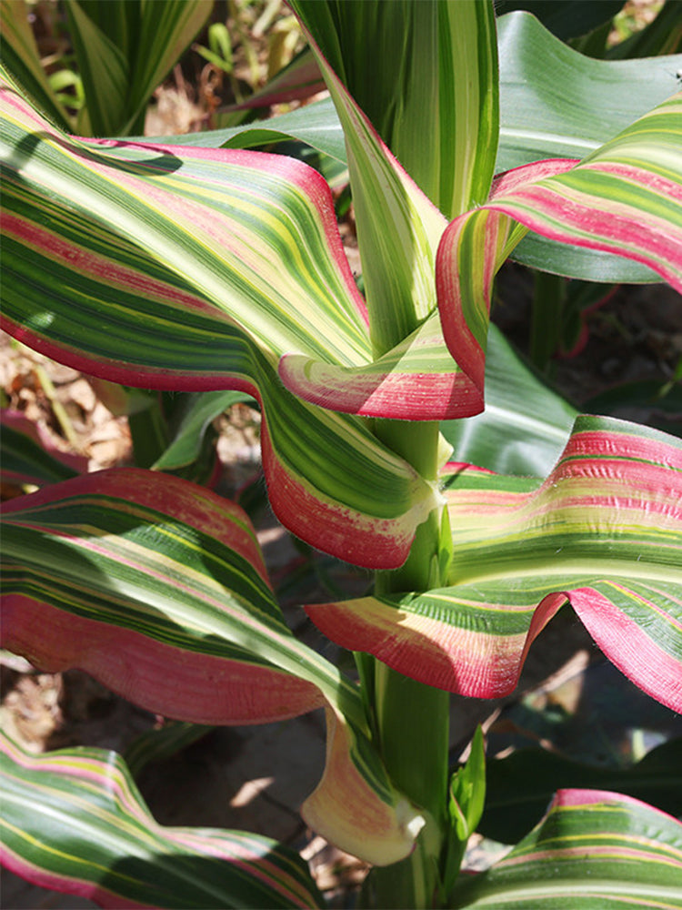 Variegated Ornamental Corn