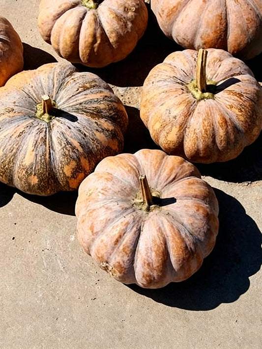 'Jing Xiangmi 201' Pumpkin
