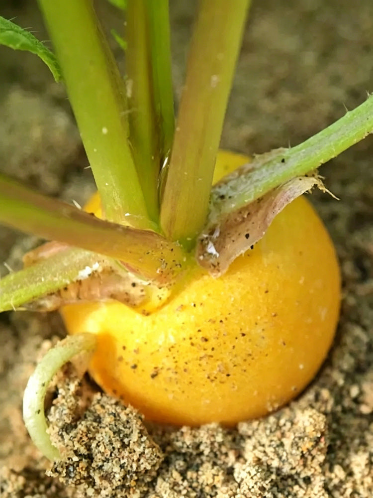 Yellow Cherry Radish