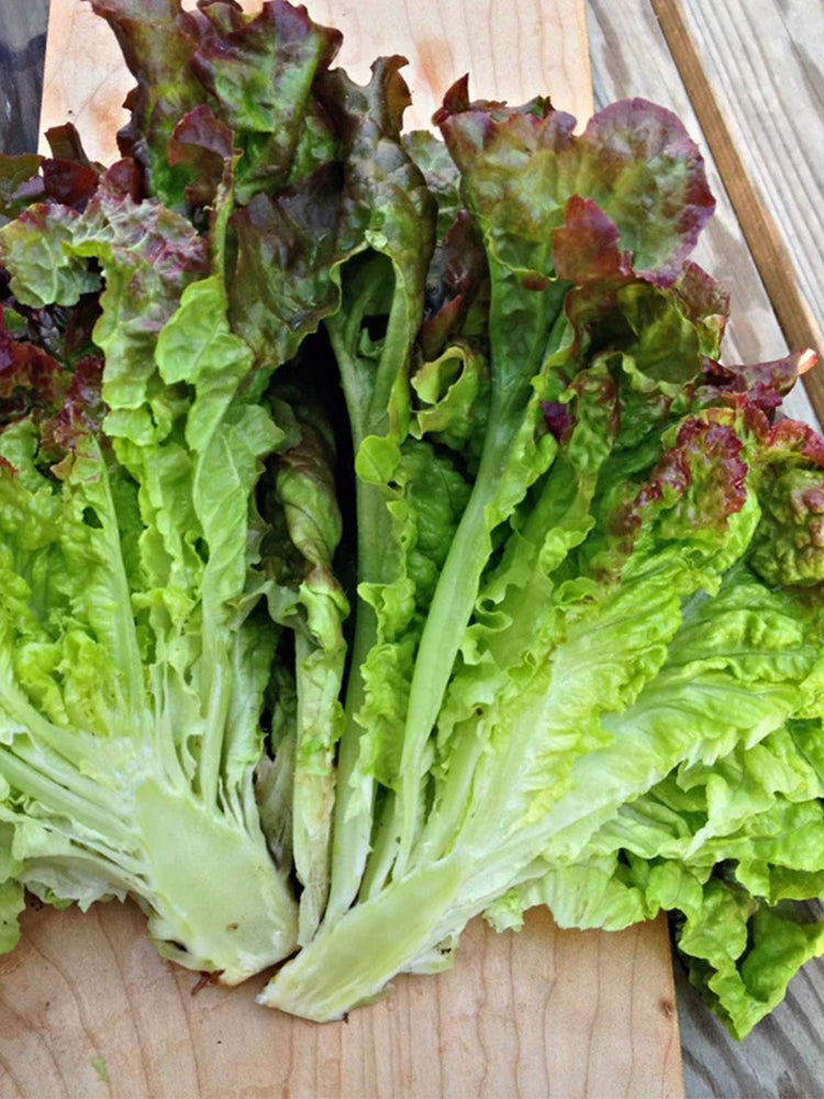 Red Loose-leaf Lettuce