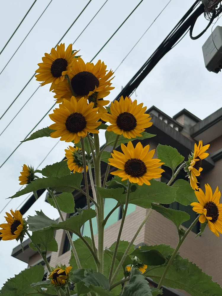 Giant Branching Sunflower