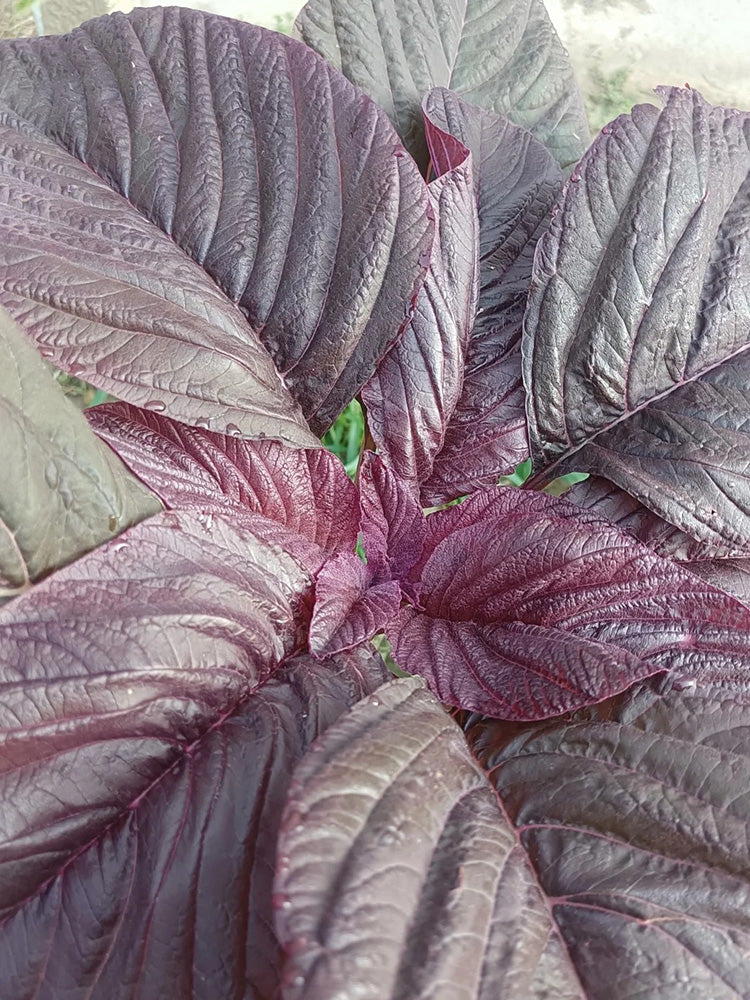 All-Red Round-Leaf Amaranth