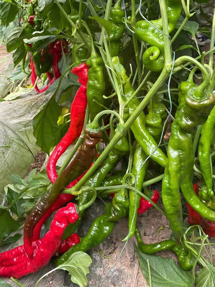 'Meinaxiang' Spiral Pepper