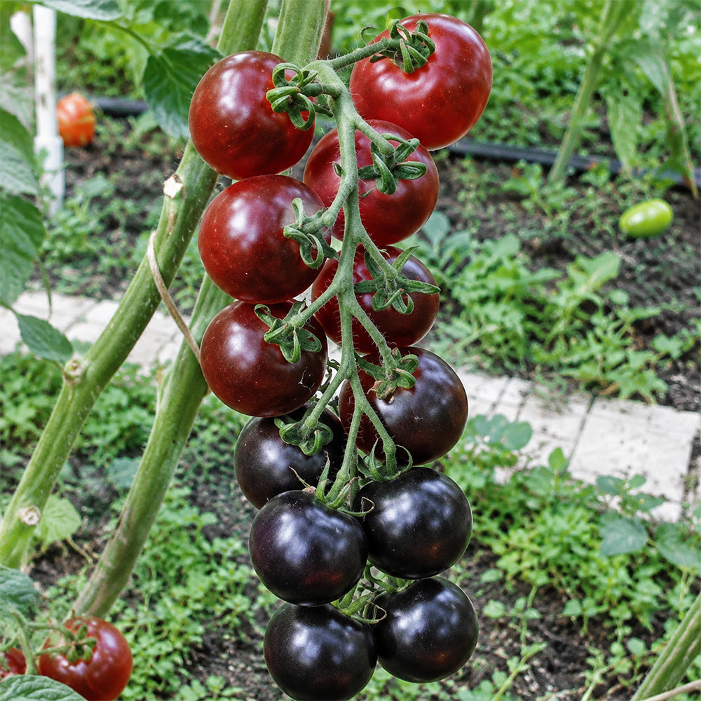 153 Ugolyok Tomato