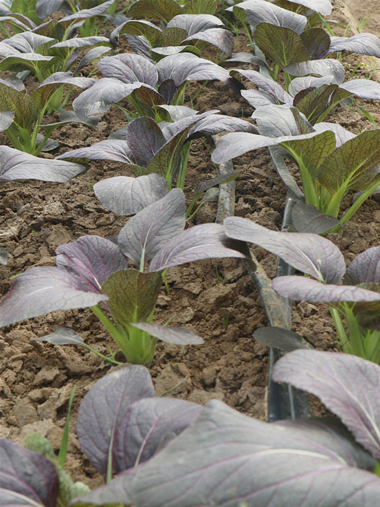'Zitong' Purple Bok Choy