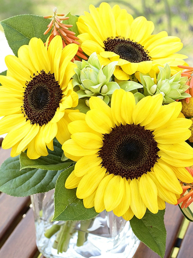Vincent Yuzu-colored Sunflower
