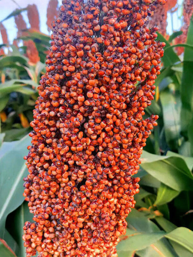 Disease-resistant No.4 Red Sorghum Hybrid